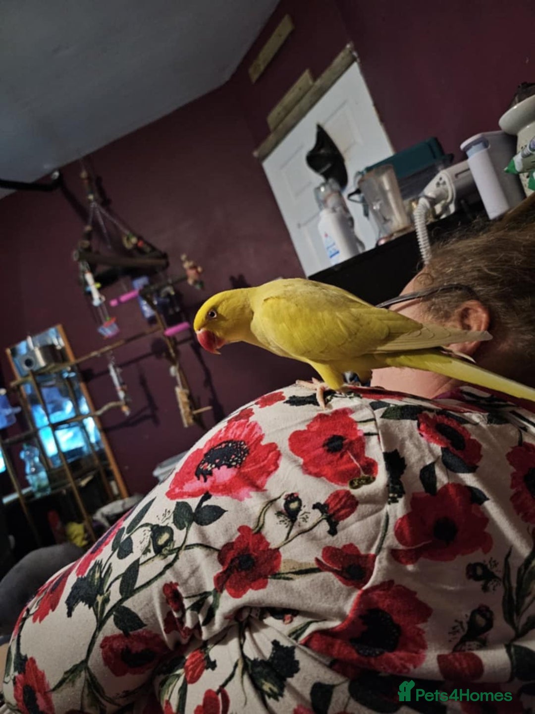 Ringnecks birds for sale: ringneck in Pontefract - Image 5