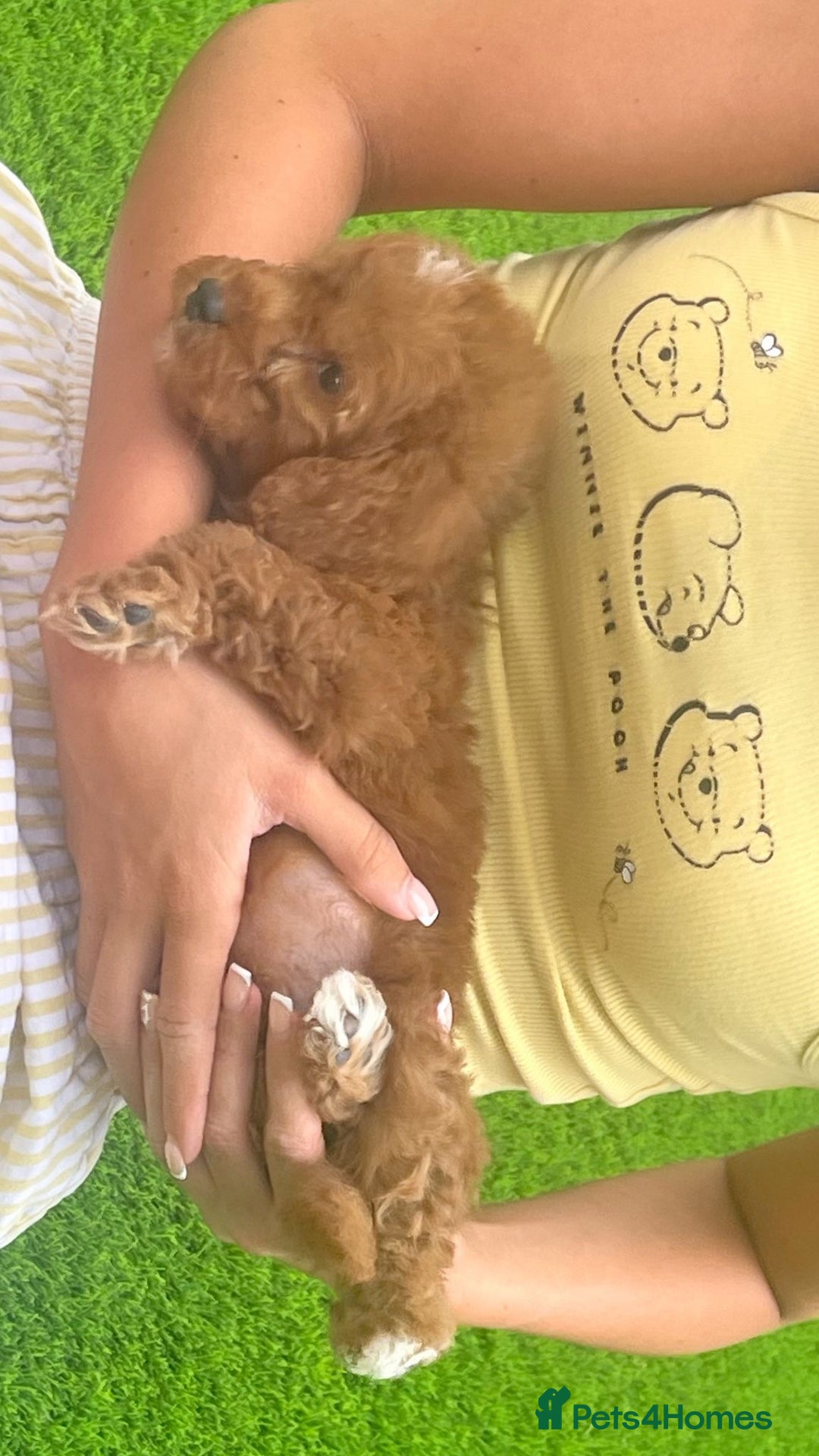 Cockapoo dogs for sale: Cockerpoo Puppies - Image 11
