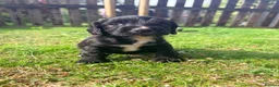Cocker Spaniel dogs for sale: Working Cocker Spaniel Puppies  in Newmarket - Advert 2