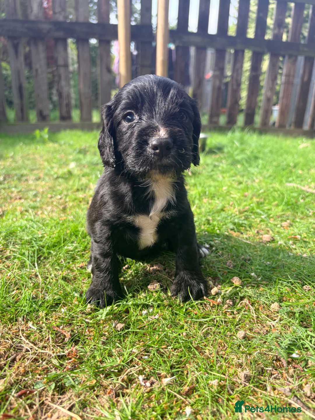 Cocker Spaniel dogs for sale: Working Cocker Spaniel Puppies  in Newmarket - Advert 2