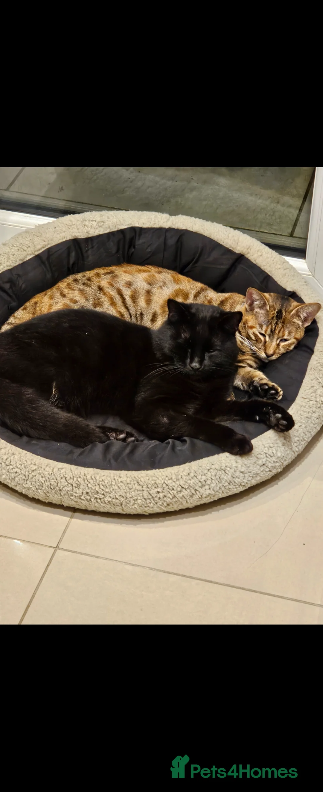Savannah cats for sale: Savanah x kittens - Advert 1