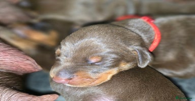Dobermann dogs - Advert 9