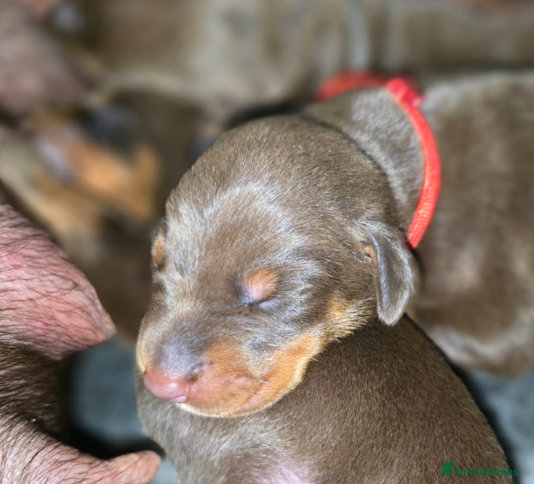 Dobermann dogs for sale: *HEALTH TESTED,HOME REARED,STUNNING DOBERMAN PUPS - Image 2