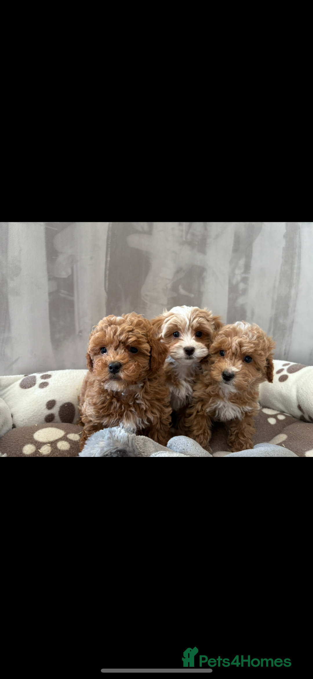 Maltipoo dogs for sale: Toy Maltipoo puppies for sale - Image 6