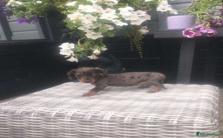 Dachshund dogs - Advert 14