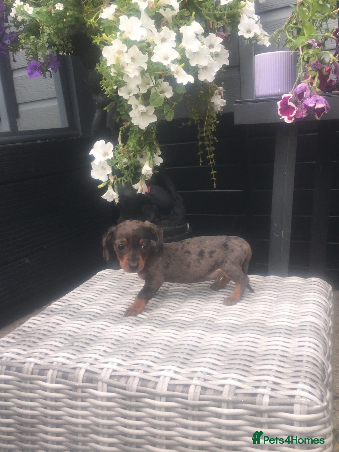 Dachshund dogs for sale: Ready now 5 miniature dashound    - Image 7