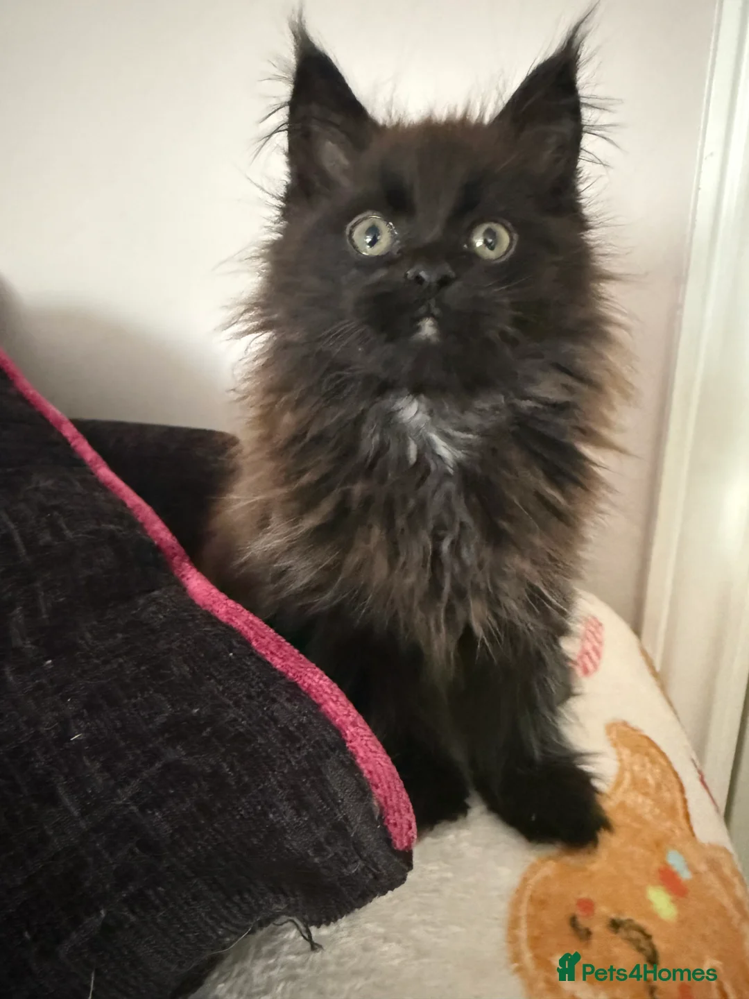 Maine Coon cats for sale: Beautiful Maine Coon kittens. - Advert 10