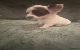 Mixed Breed dogs for sale: Miniature chihuahua X Jack russell puppies  - Image 10