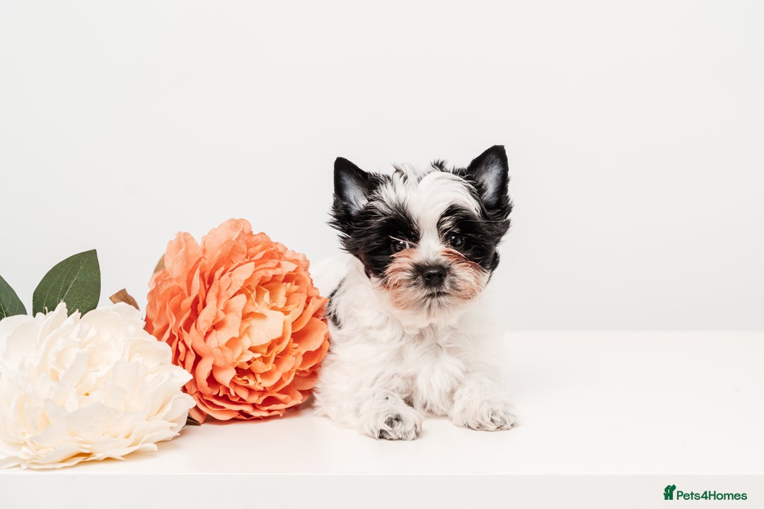 Yorkshire Terrier dogs for sale: DNA tested parents! Pure Breed Puppy BOY! - Advert 9