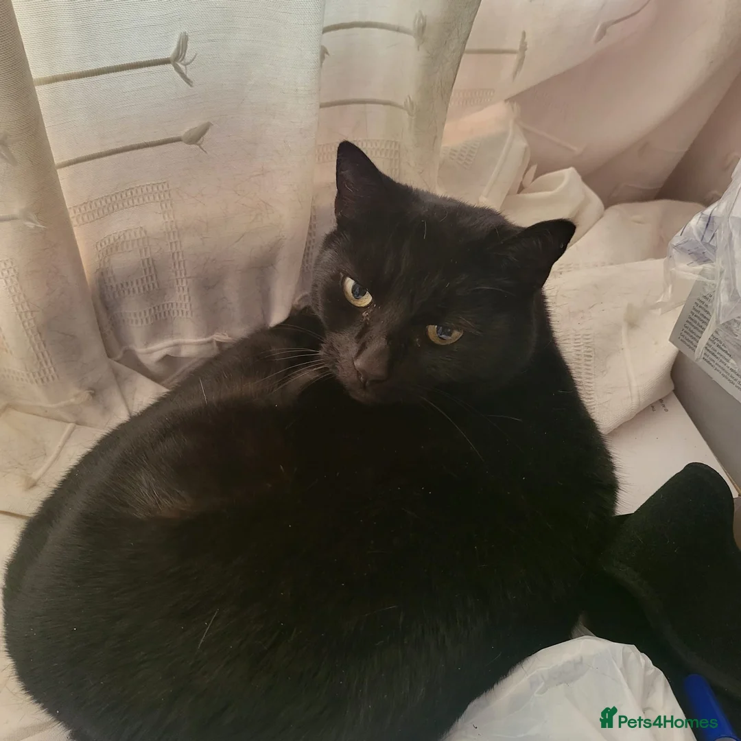 Domestic Shorthair cats for sale: Looking for a new home after bereavement  - Advert 7