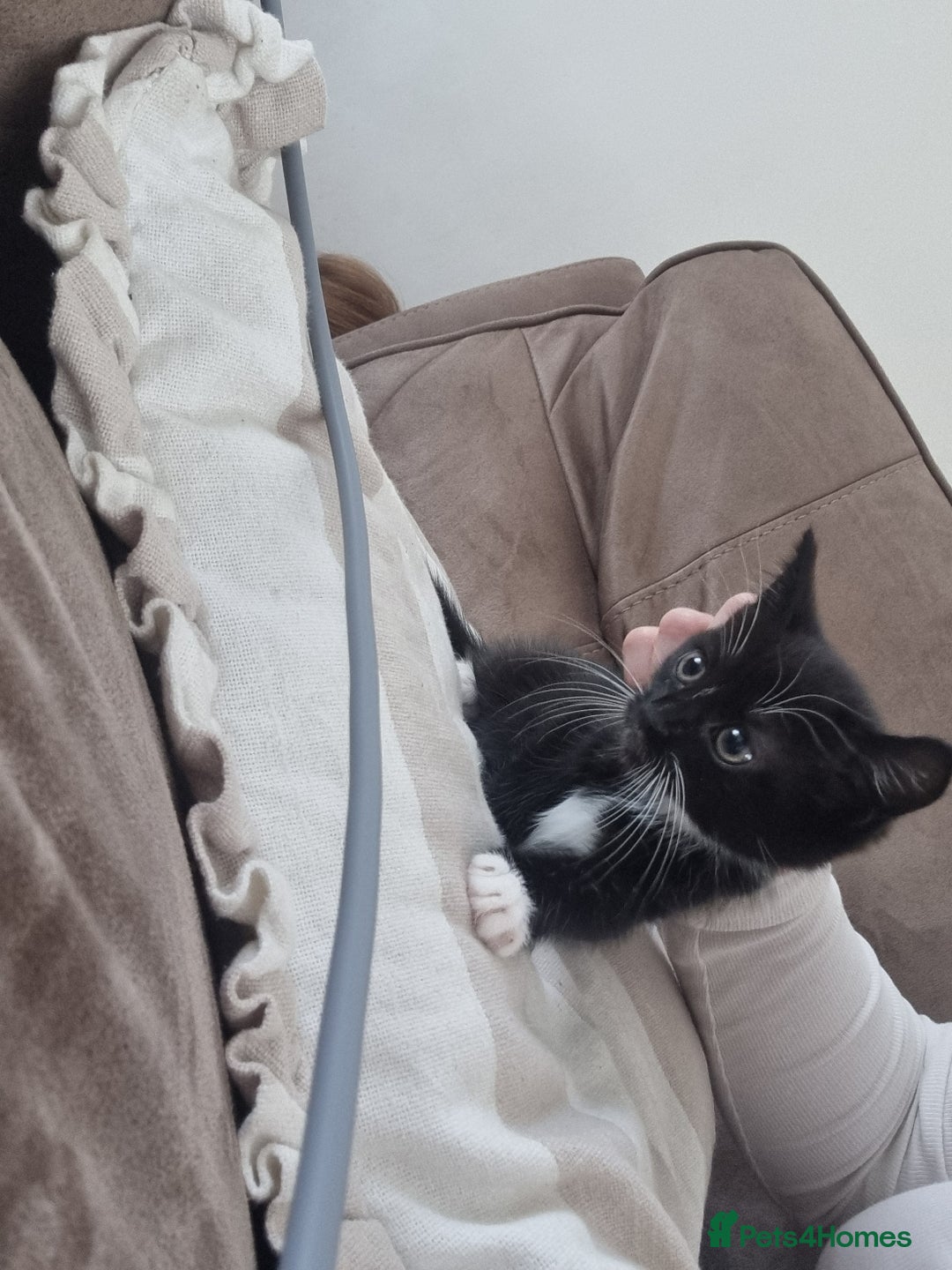Mixed Breed cats for sale: Help us find our forever families.  - Image 11