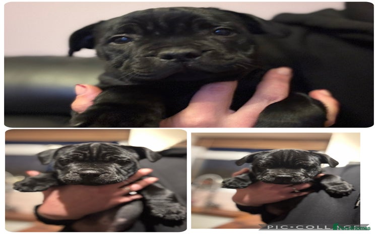 Staffordshire Bull Terrier dogs - Advert 9