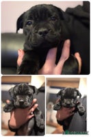 Staffordshire Bull Terrier dogs - Advert 2