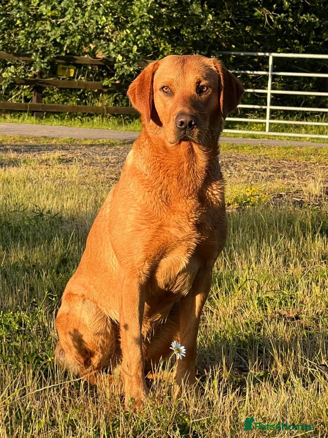 Labrador Retriever dogs for stud: EXTENSIVELY HEALTH TESTED FOX RED LABRADOR AT STUD in Petworth - Advert 10