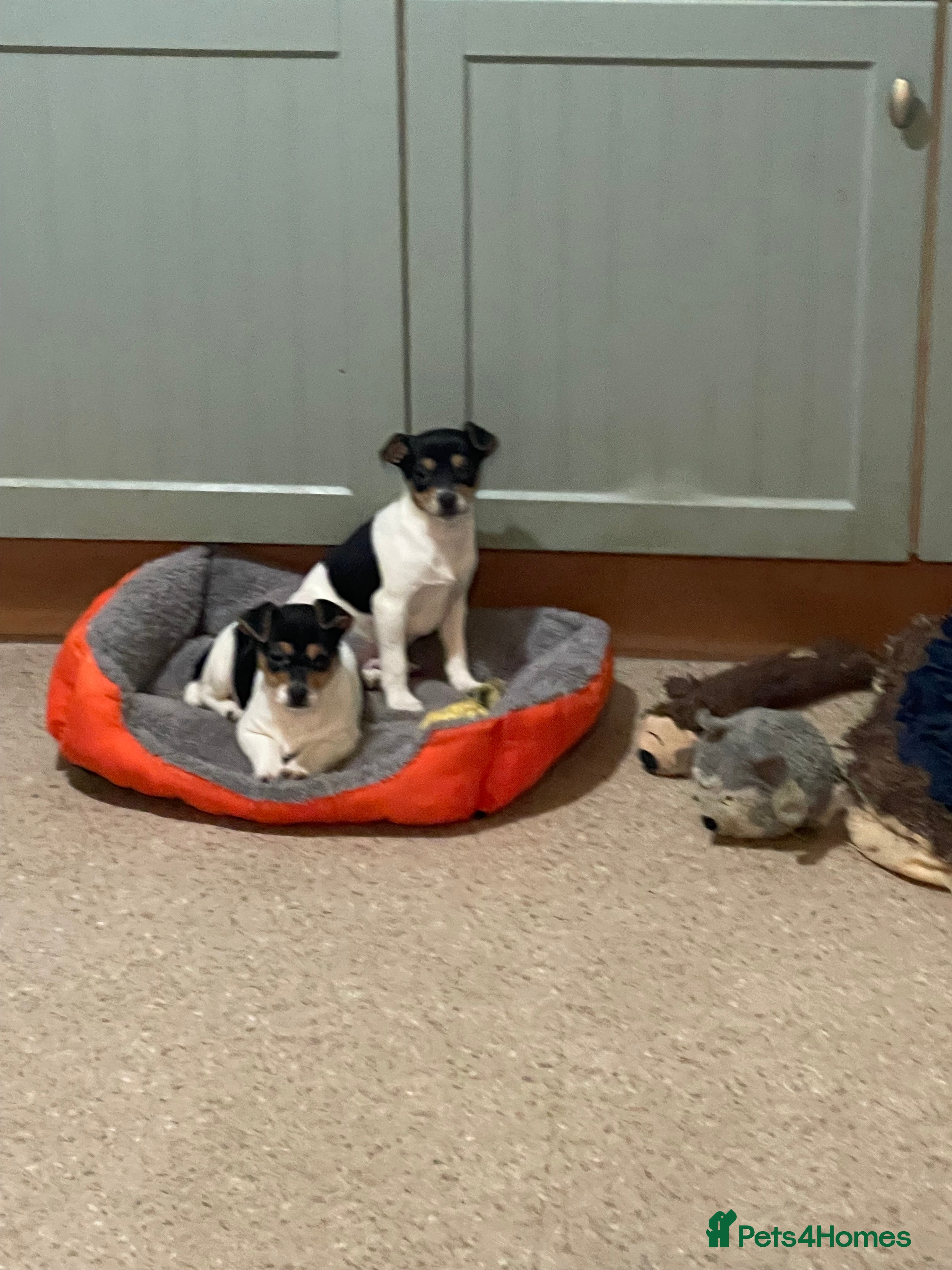 Jack Russell dogs Tri-coloured Jack Russell pups for sale  - Advert 12