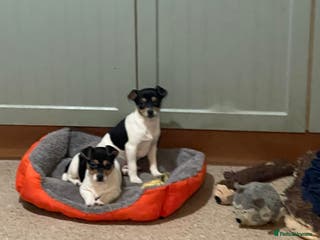 Jack Russell dogs Tri-coloured Jack Russell pups for sale - Advert 3