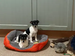 Jack Russell dogs Tri-coloured Jack Russell pups for sale - Advert 4