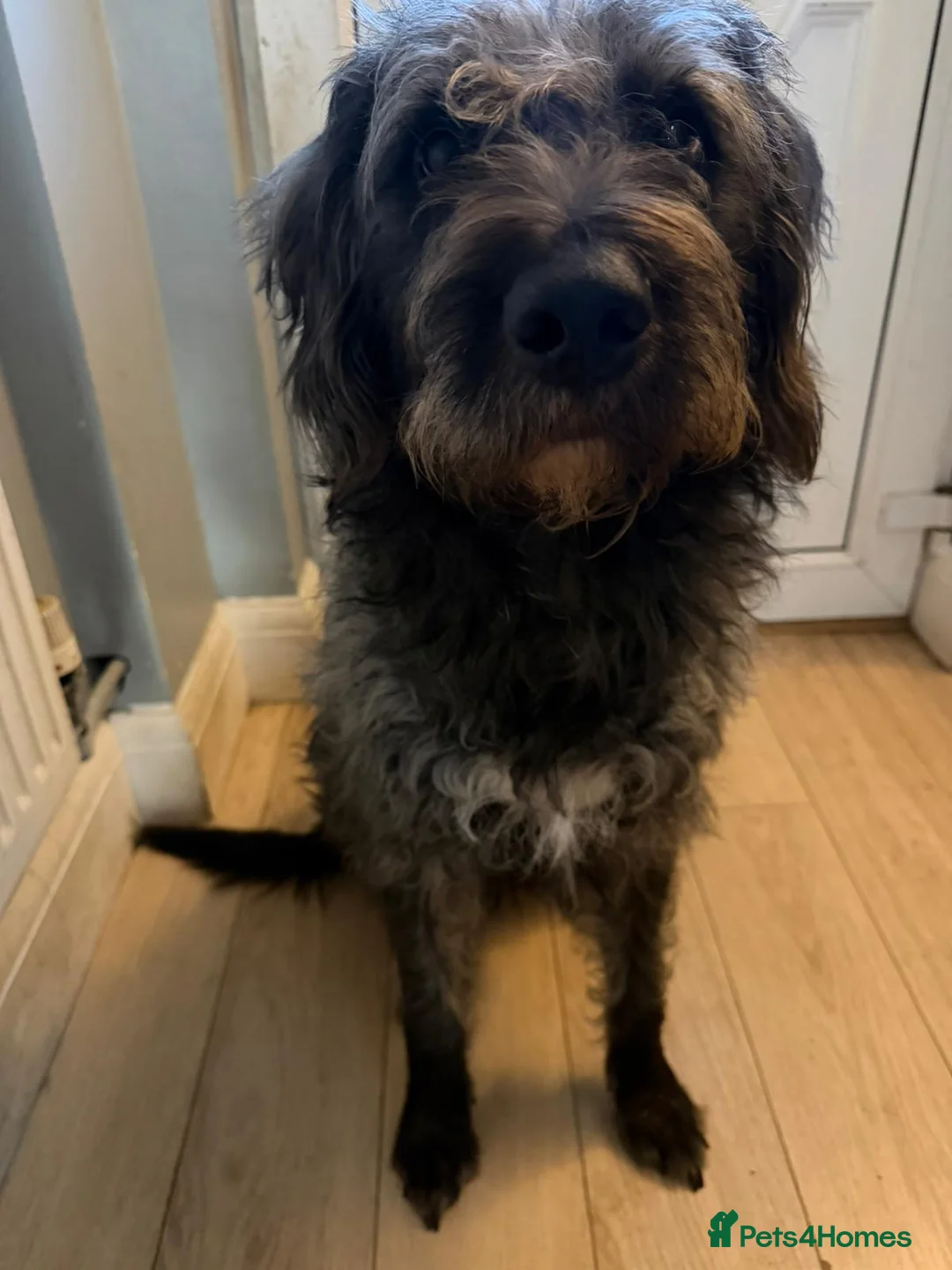 Mixed Breed dogs for sale: REHOME ASAP - WOULD PREFER CHARITY OR RESCUE - Advert 2