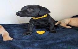 Labrador Retriever dogs for sale: Black/red Labrador pups - Image 2