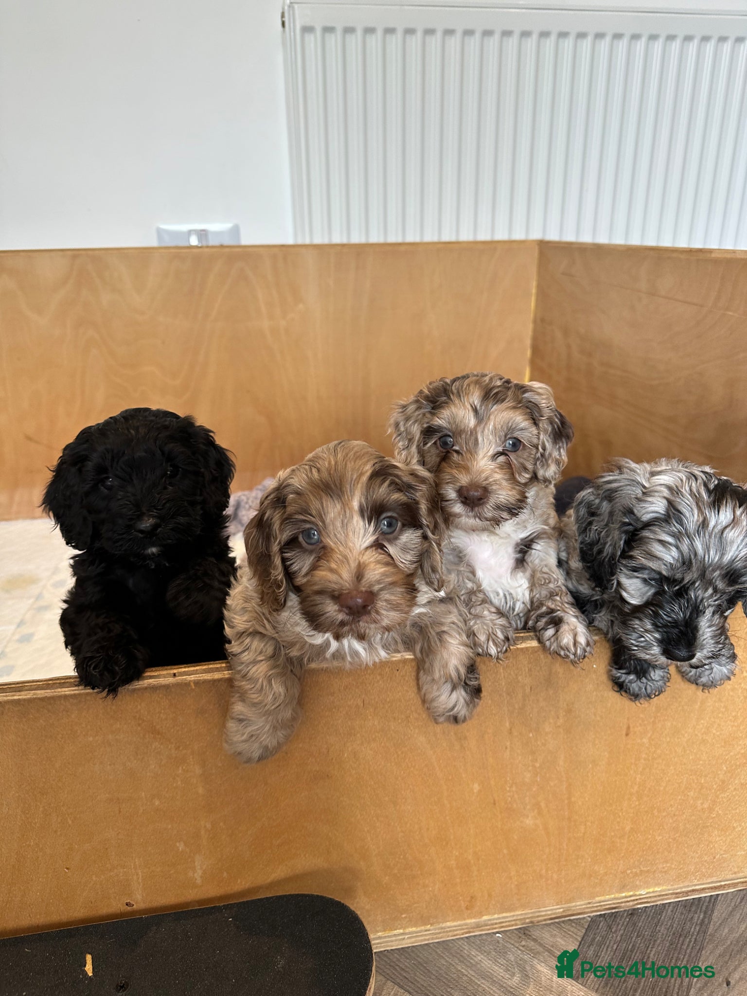 Cockapoo dogs F2b Cockapoo puppies - Advert 5