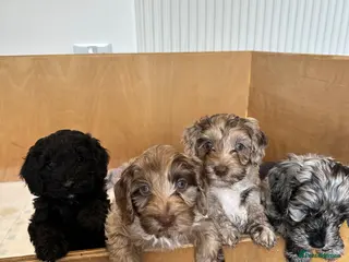 Cockapoo dogs F2b Cockapoo puppies - Advert 5