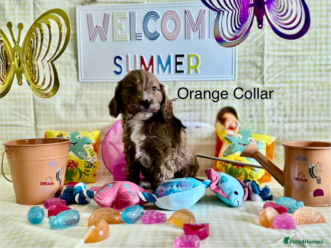 Cockapoo dogs for sale: F1 Toy Cockapoo’s in richest red ❤️ - Image 7