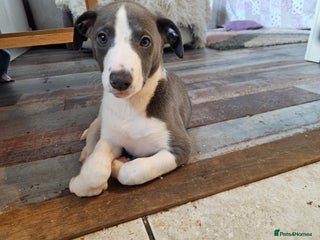 Whippet dogs KENNEL CLUB WHIPPETS - Advert 5