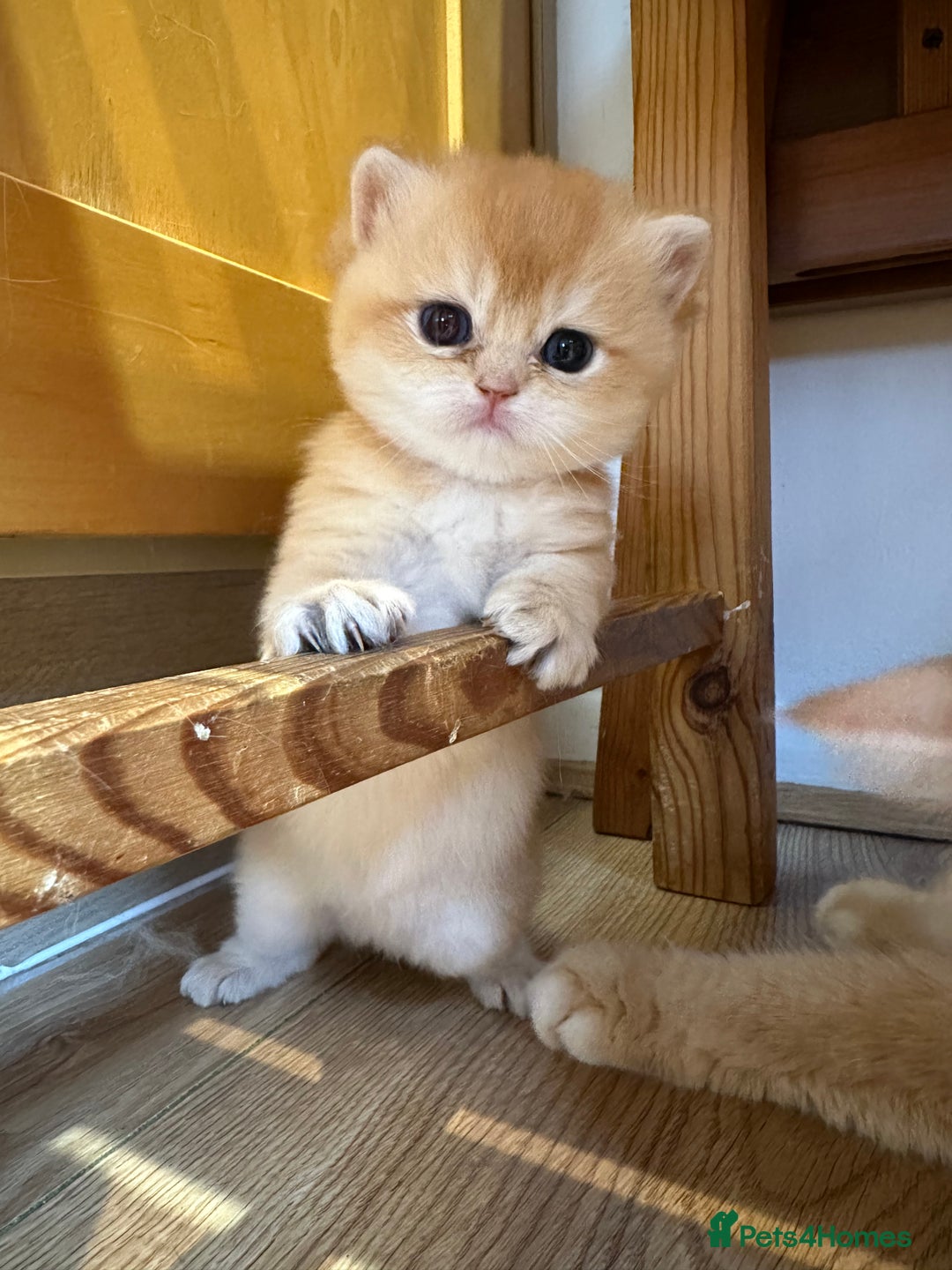 British Shorthair cats for sale: GCCF reg BSH Chocolate and Black Golden Kittens in London - Image 14