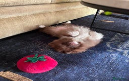 Pomeranian dogs for sale: 6 month old female pomeranian - Image 4
