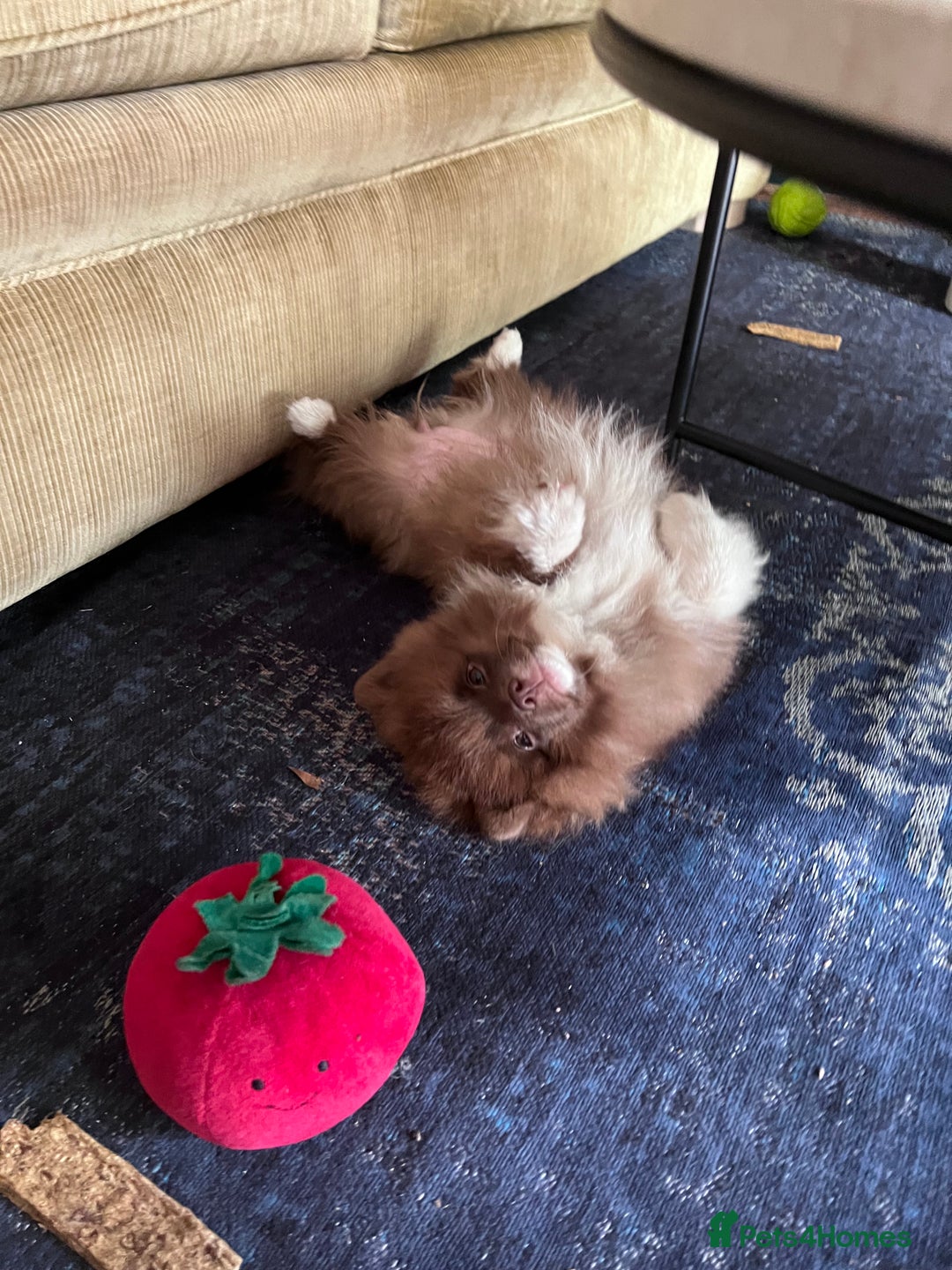 Pomeranian dogs for sale: 6 month old female pomeranian - Image 4