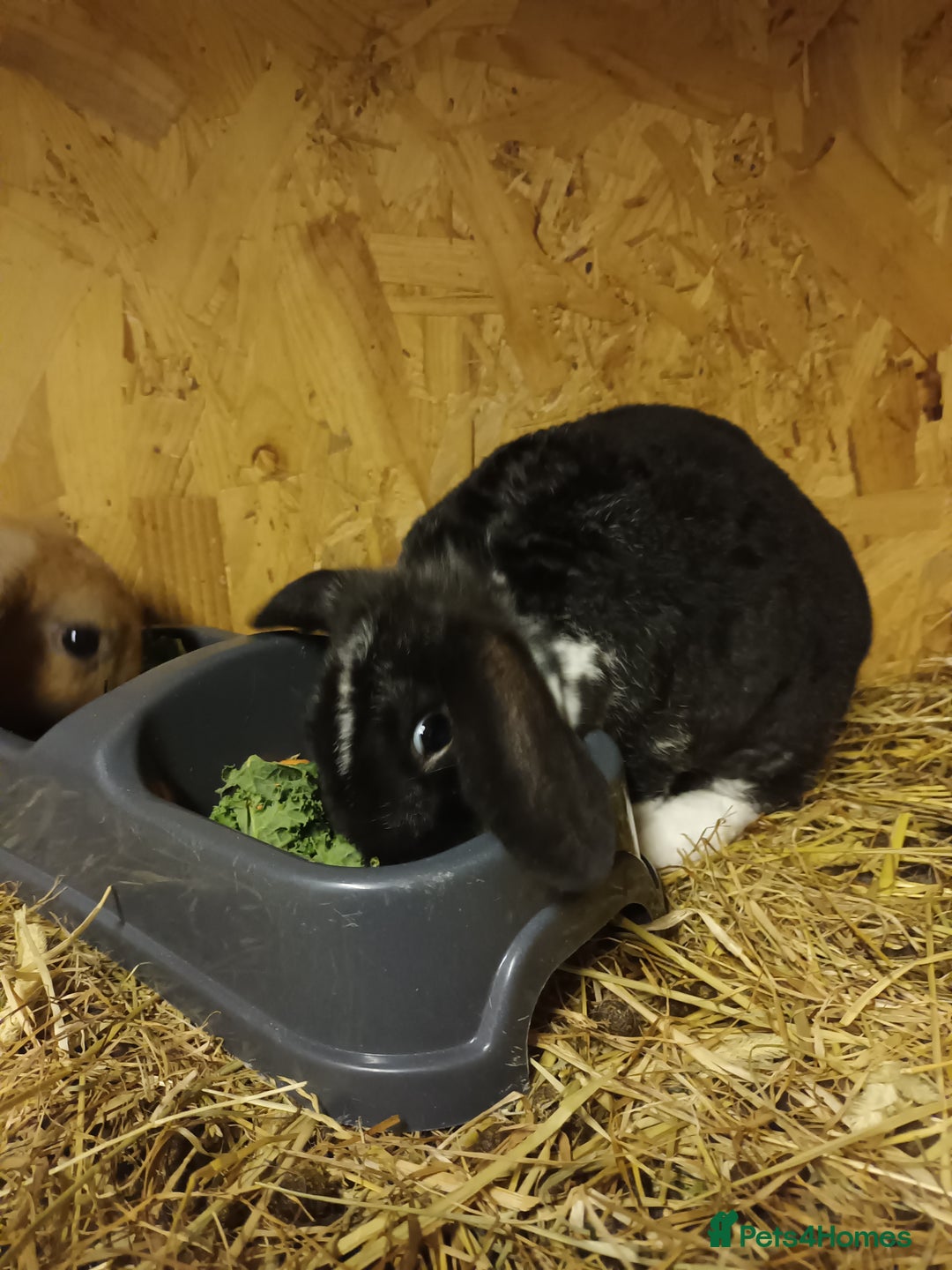 Mini Lop rabbits for sale: Plush mini lops  - Advert 4