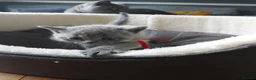 British Shorthair cats for sale: GCCF Pedigree British Shorthair Kittens - Advert 14