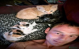 Maine Coon cats for sale: Exceptional Maine Coon x BSH Kittens Available Now - Image 15