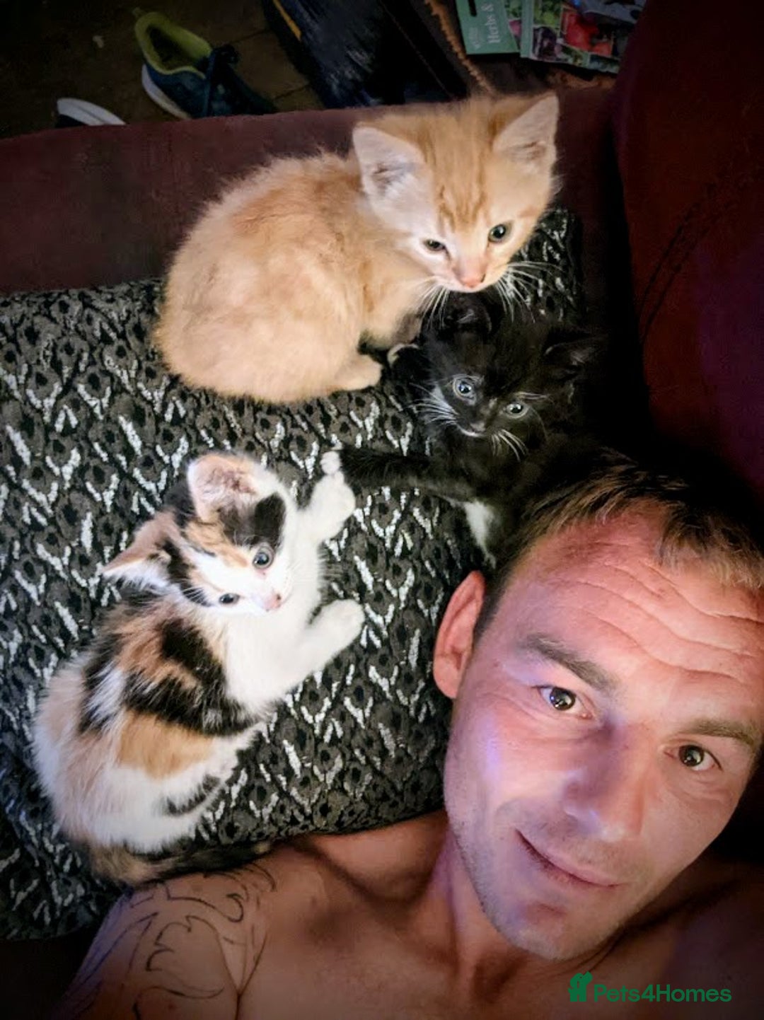 Maine Coon cats for sale: Exceptional Maine Coon x BSH Kittens Available Now - Image 15