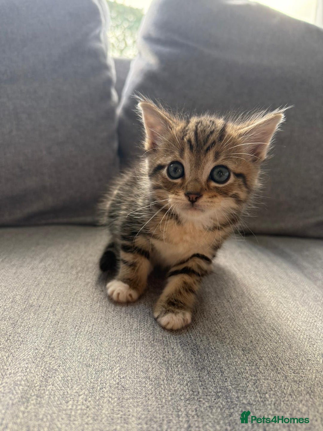 Mixed Breed cats for sale: Cute litter  - Image 7