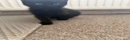 Domestic Shorthair cats for sale: Two black female kittens ready to leave now!  - Advert 6