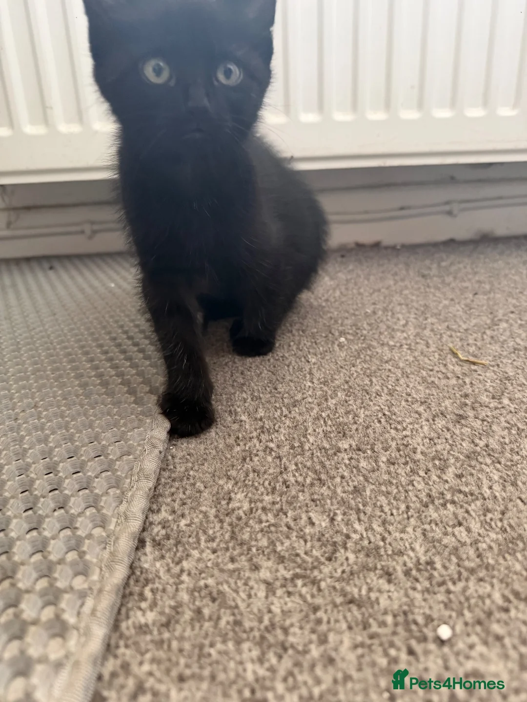 Domestic Shorthair cats for sale: Two black female kittens ready to leave now!  - Advert 6