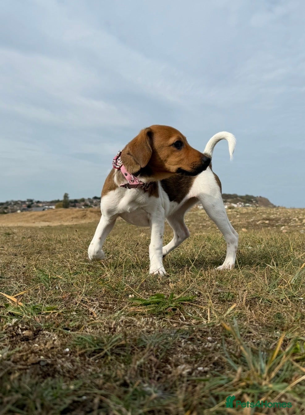 Jack Russell dogs Mother and Daughter - Advert 4