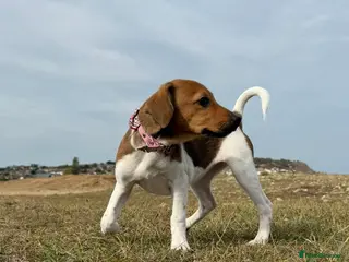 Jack Russell dogs Mother and Daughter - Advert 2