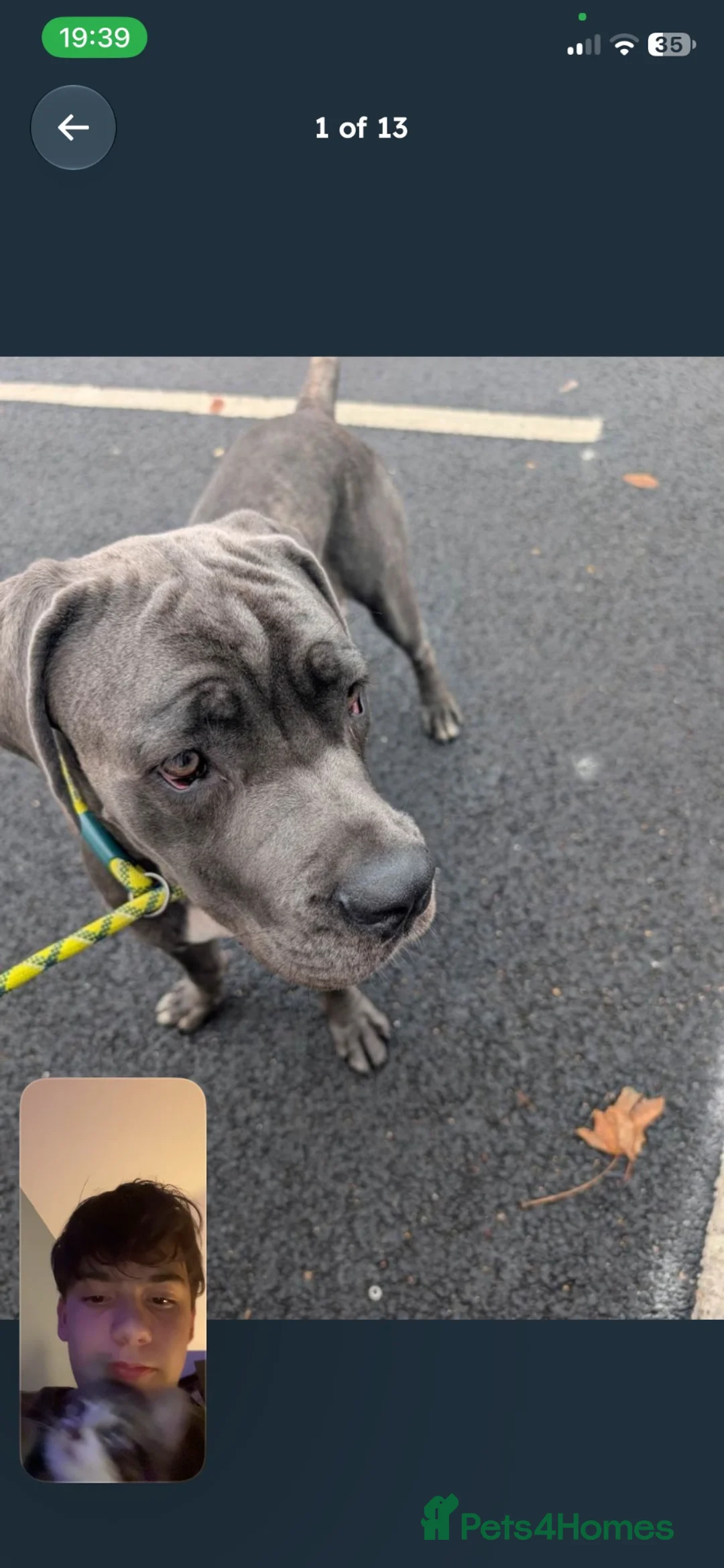 Cane Corso dogs for sale: Zeus  - Advert 11