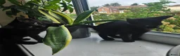 Sphynx cats for sale: Sphynx cross - Advert 8