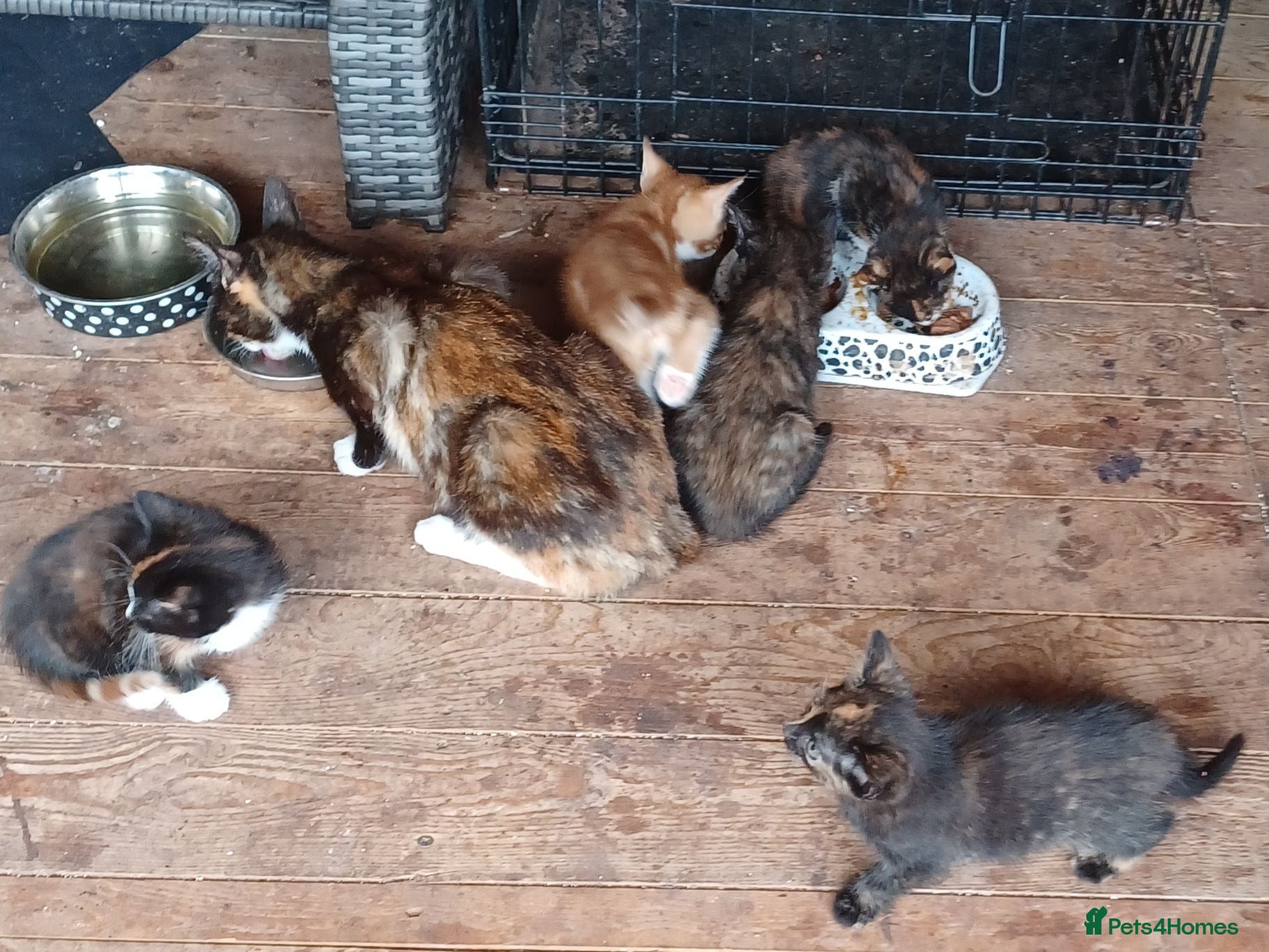 Mixed Breed cats Lovable kittens looking for new homes - Advert 1