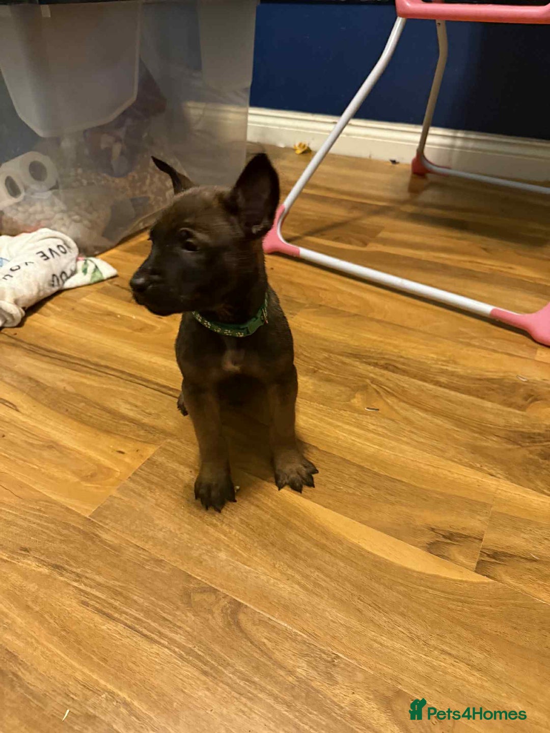 Belgian Shepherd Dog dogs for sale: belgian malinois - Advert 5