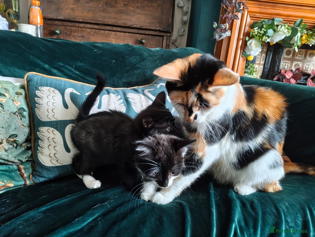 Mixed Breed cats for sale: Fluffy and short haired bundles of joy - Image 12