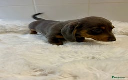 Miniature Dachshund dogs for sale: 2 stunning miniature dachshund puppy’s  - Image 18
