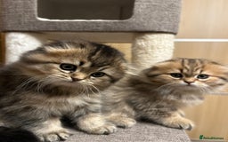 Scottish Fold cats for stud:  Amazing Scottish straight gold male for stud  - Image 10