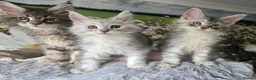 Maine Coon cats for sale: Stunning TICA Maine Coon kittens - Advert 4