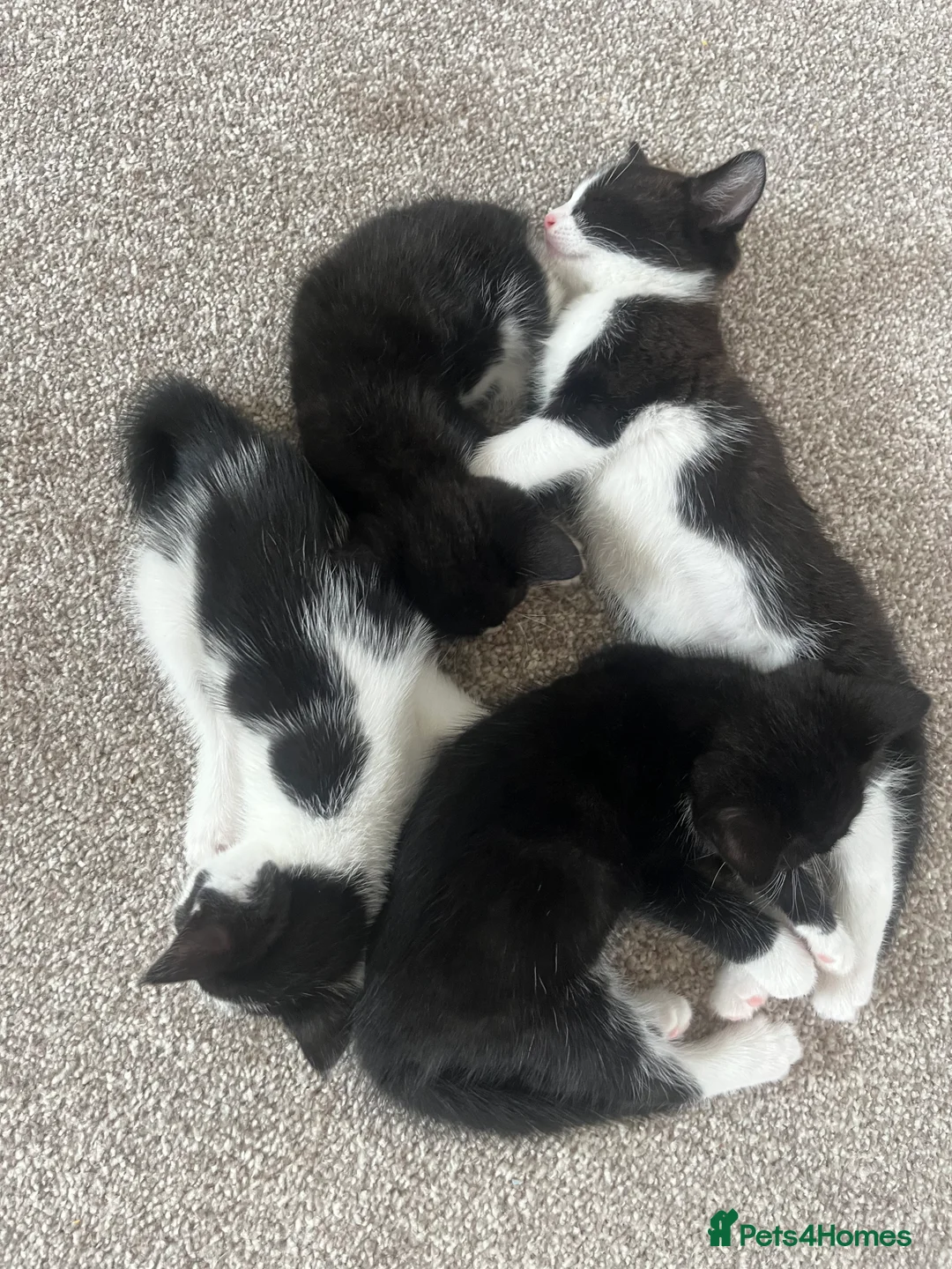 Mixed Breed cats for sale: Kittens 5 - Advert 2