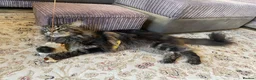 Maine Coon cats for stud: Maine Coon Stud Service in Swindon - Advert 11