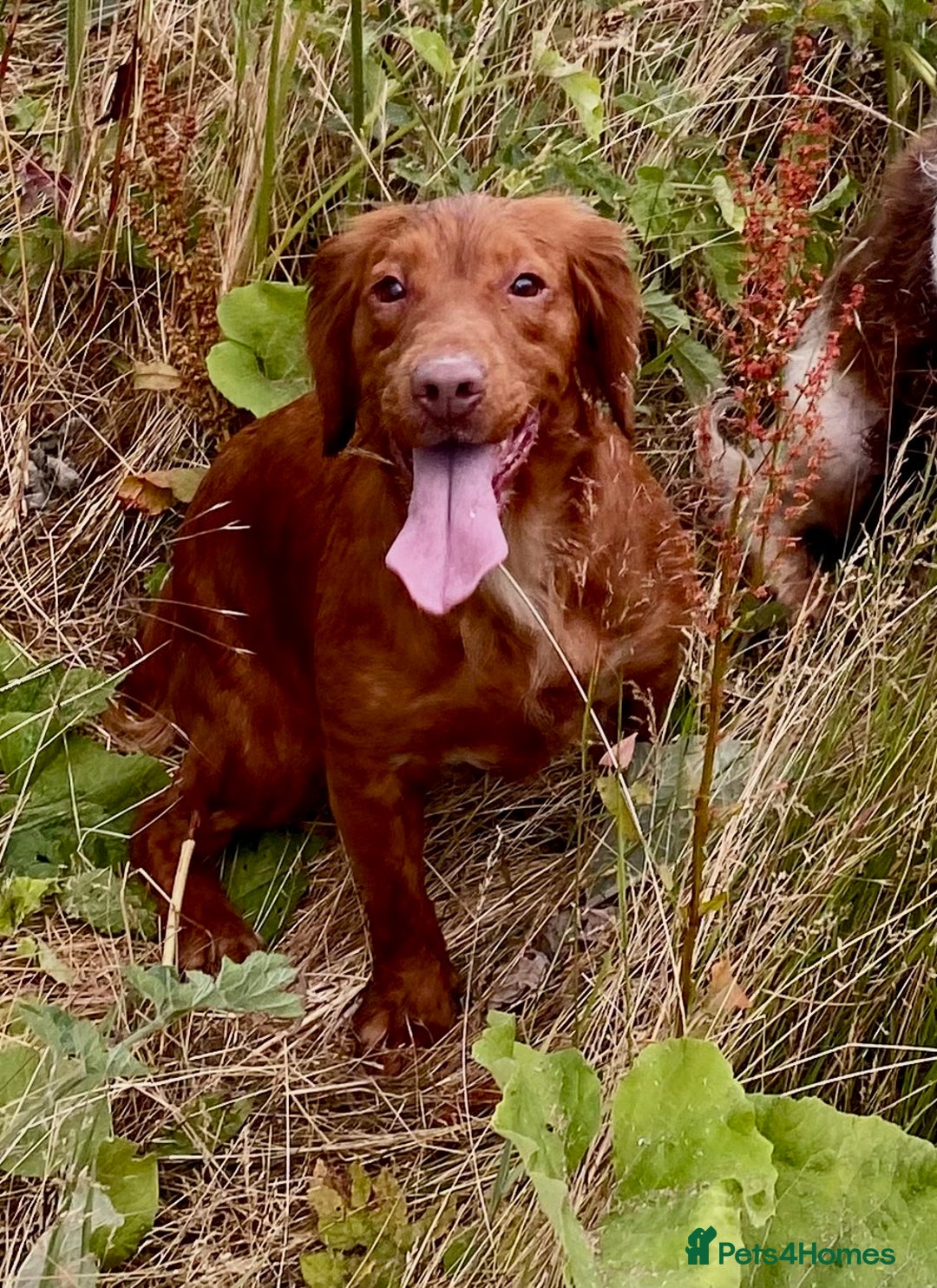 Cocker Spaniel dogs for sale: Working Cocker Spaniel Puppies   - Image 9